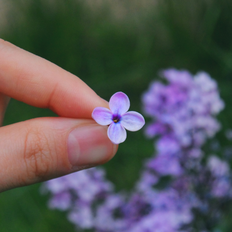 Mano sosteniendo una pequeña flor morada con pétalos delicados. Fondo de flores lilas.