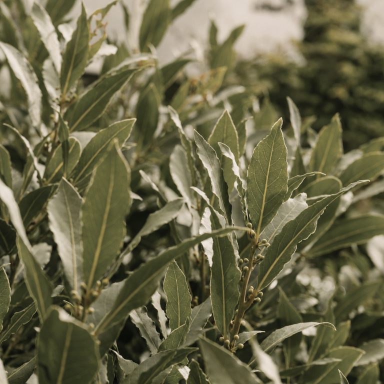 Laurel Laurus nobilis para destilación de hidrolatos