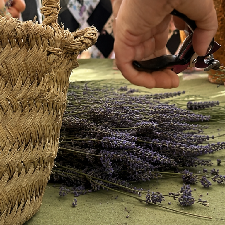 procesado de flores de lavanda para la destilación artesanal por arrastre de vapor