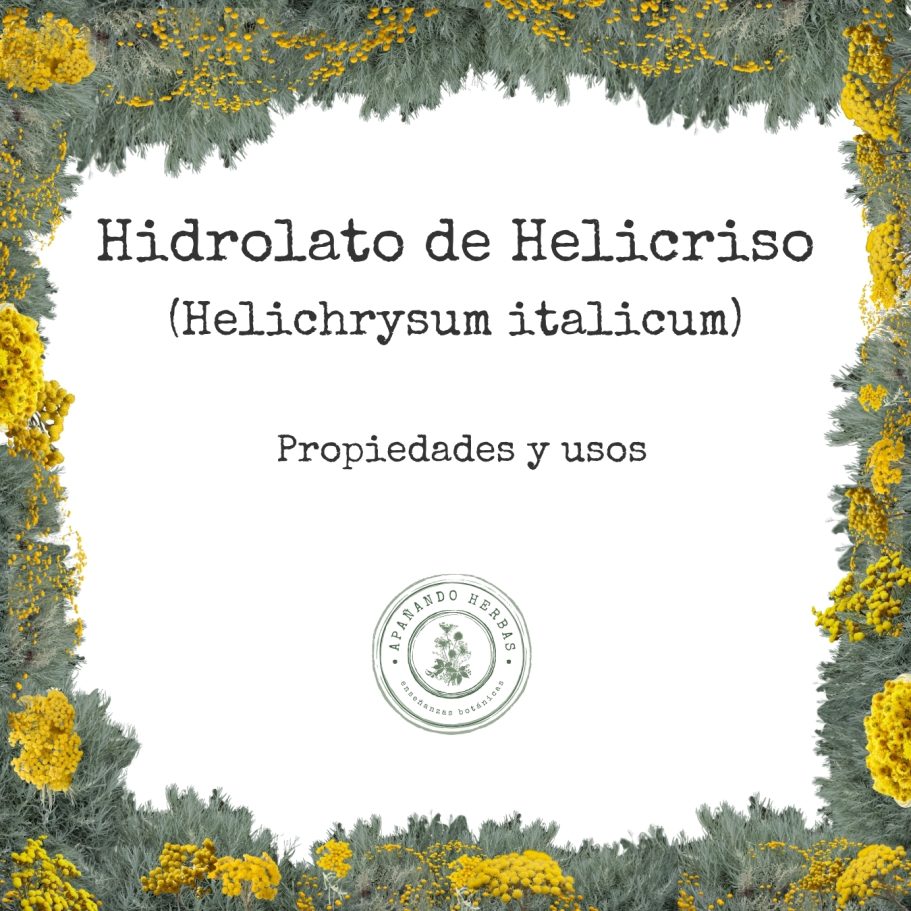 monografía del hidrolato de Helicriso Helichrysum italicum