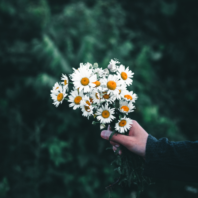 Mano sosteniendo un ramo de margaritas sobre un fondo verde.