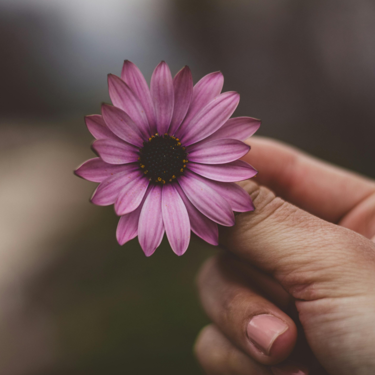 Flor rosa con pétalos finos, sostenida entre los dedos de una mano.