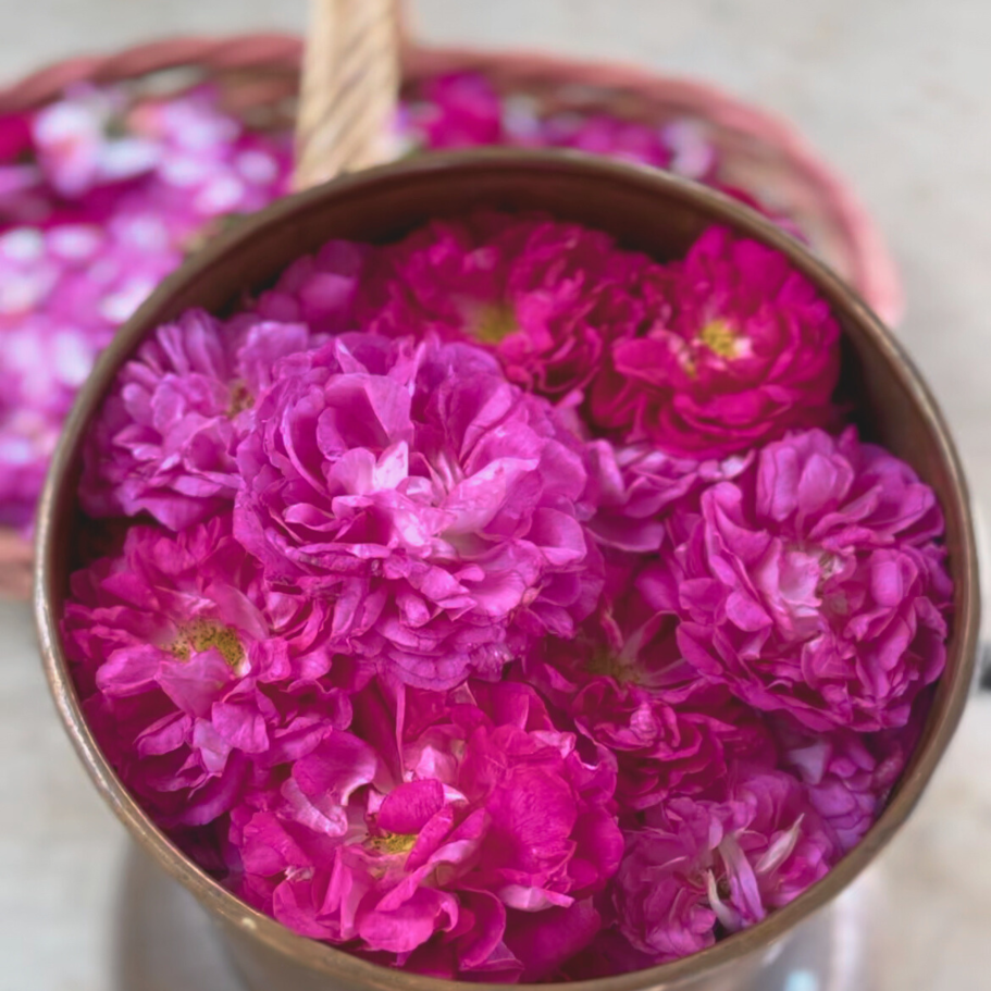 flores de rosa frescas utilizadas para preparar hidrolatos de uso cotidiano