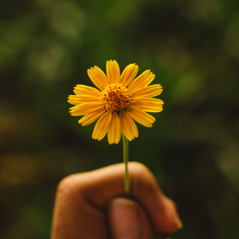 Una mano sostiene una flor amarilla brillante con fondo difuso verde.