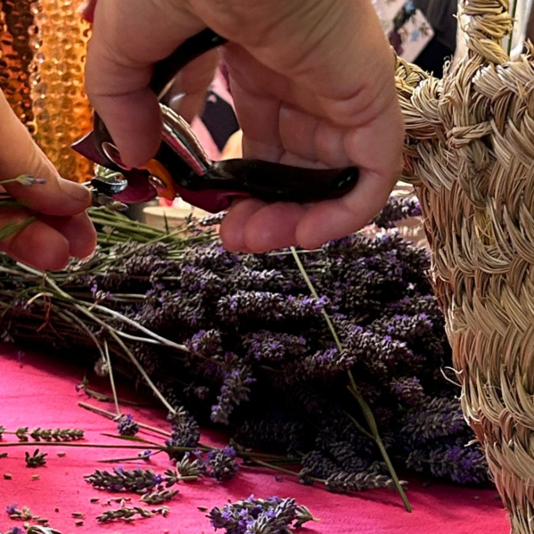 procesado de flores de lavanda para la destilación artesanal por arrastre de vapor