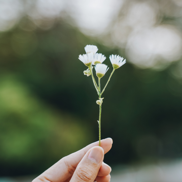 Rama con varias flores blancas sostenida por una mano, fondo desenfocado.