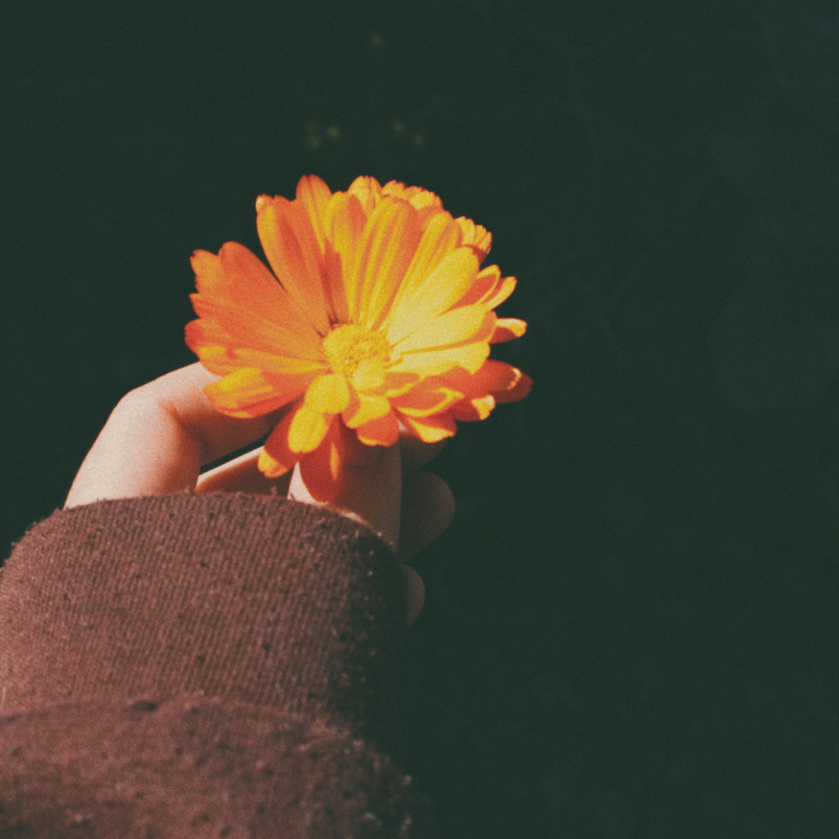 Flor caléndula en la mano de una persona con un suéter marrón de fondo oscuro.