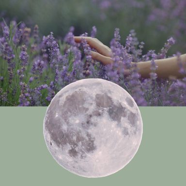 Mano tocando lavanda con una luna llena en la parte inferior de la imagen.
