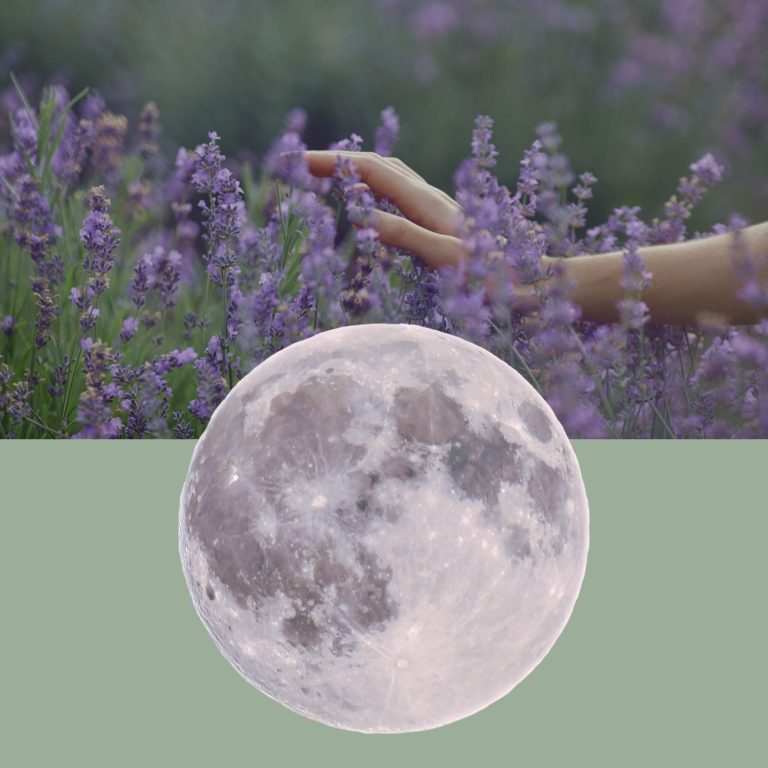 Mano rozando flores de lavanda en un campo violeta, con una luna llena sobrepuesta en la parte inferior de la imagen.