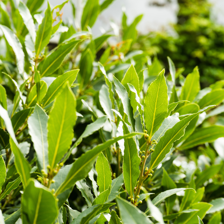Laurel Laurus nobilis para destilación de hidrolatos